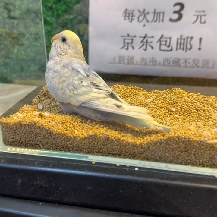 虎皮鹦鹉大头虎皮鹦鹉