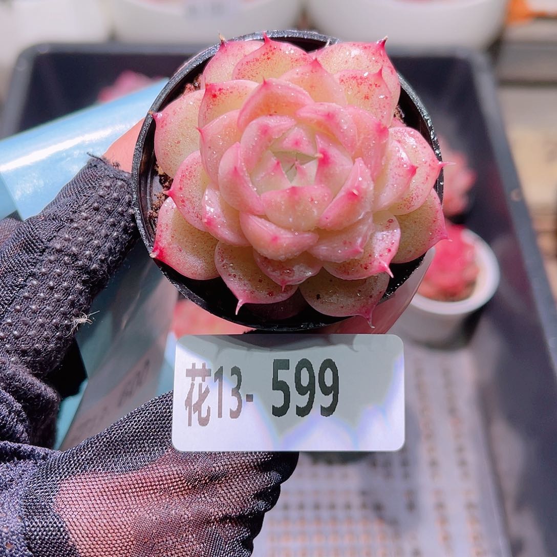 花利美13-599麦秆