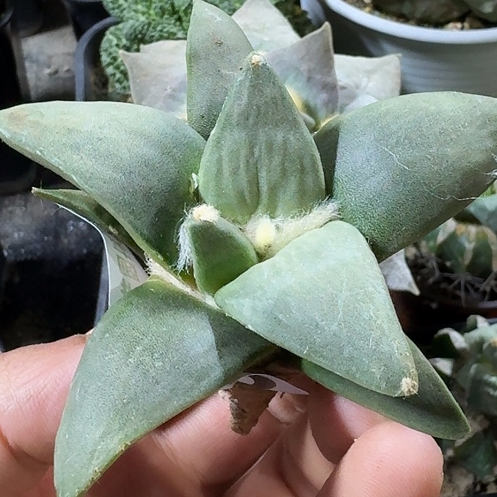 无花朵实生玉牡丹948