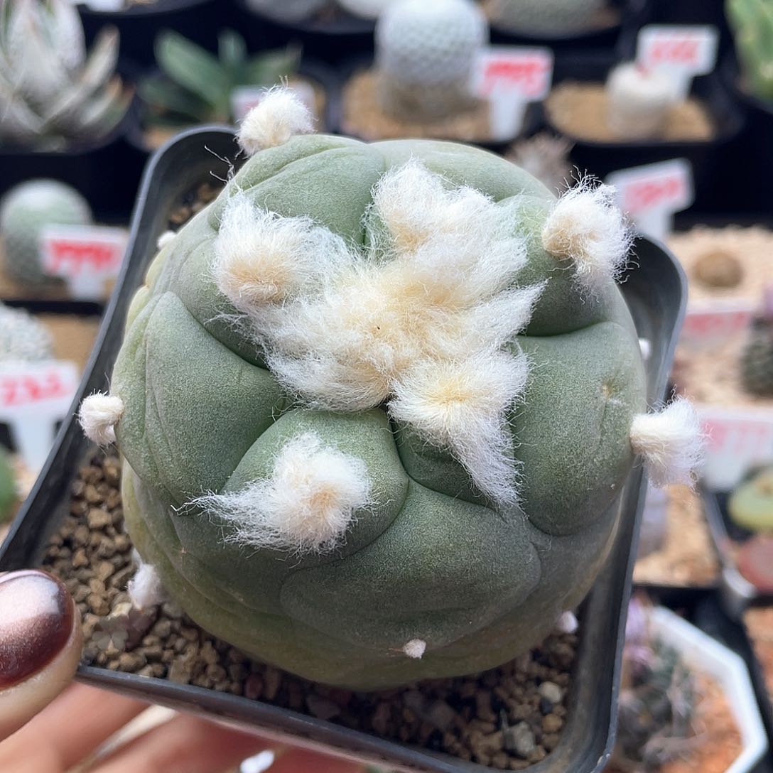 实生长毛云海翠仙人球多肉