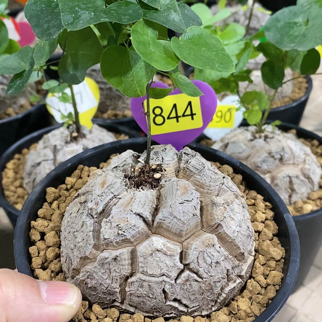 南非龟甲龙龟甲龙