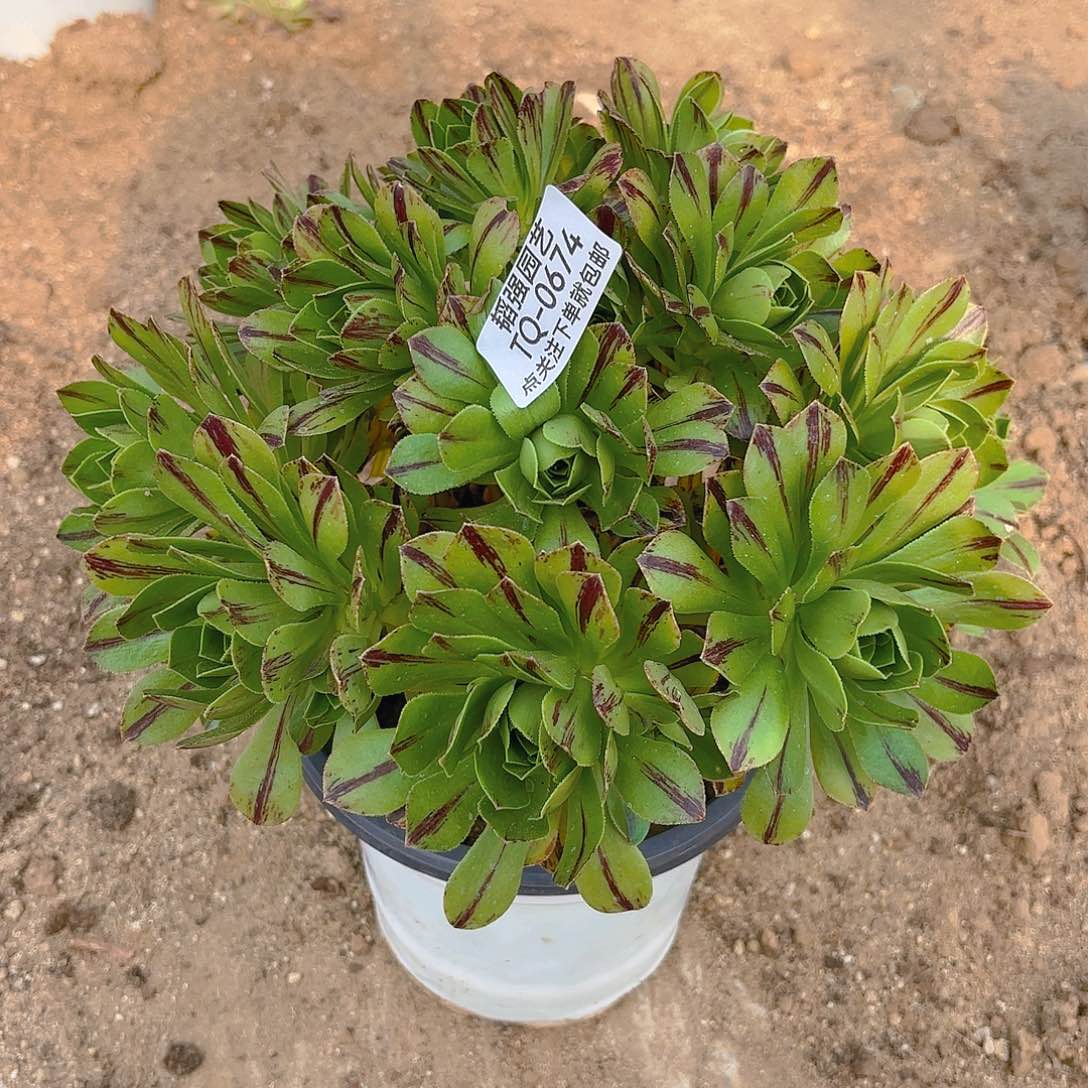 必火多肉植物674