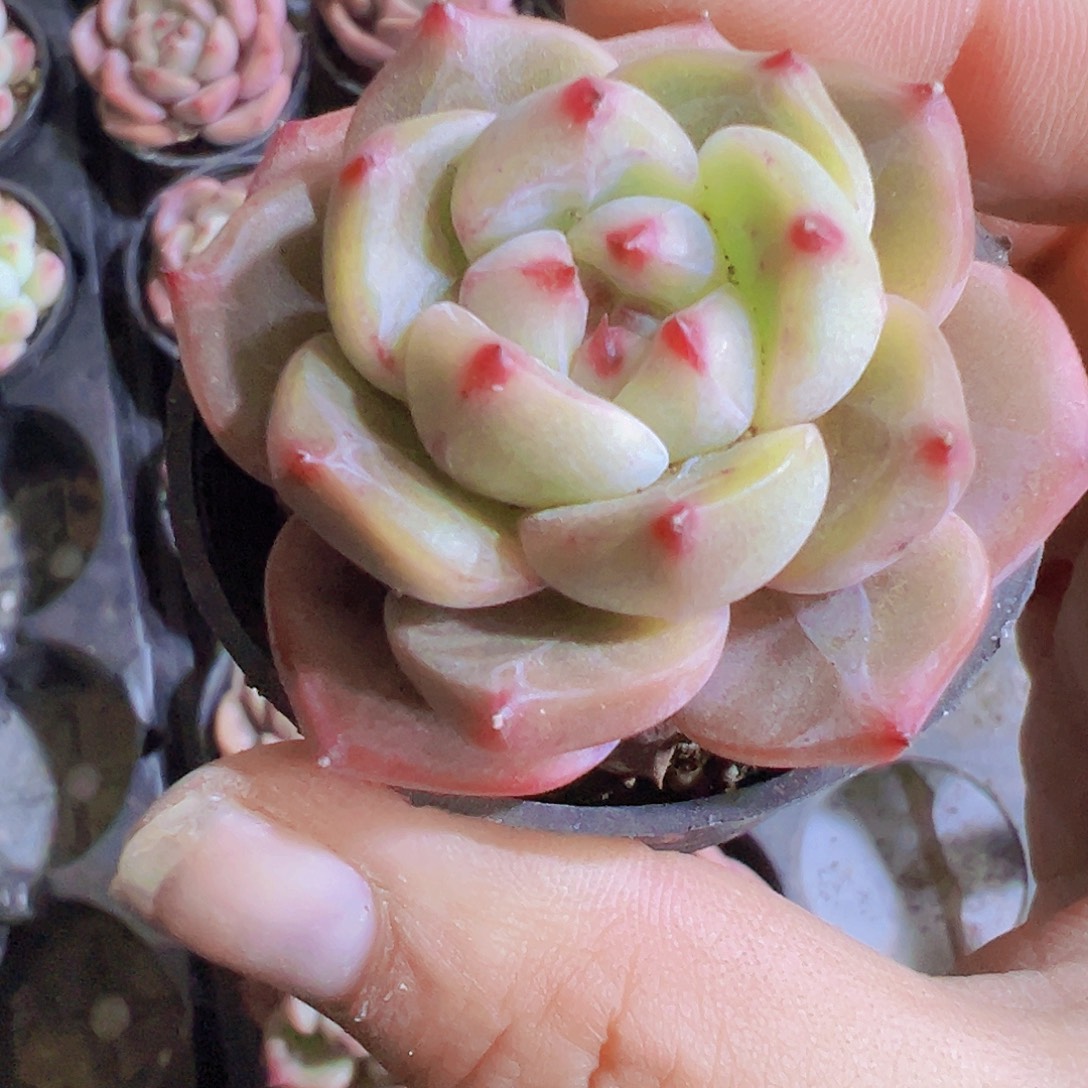 球橙2盆19包邮多肉植物