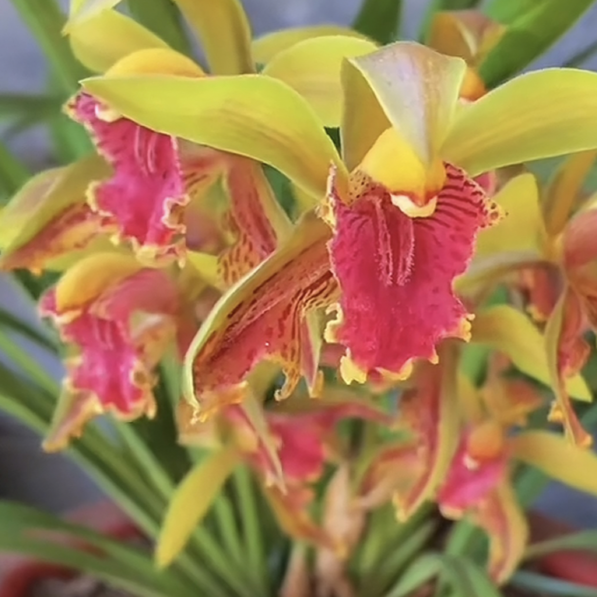 青婵红素奇蝶虎头兰开花漂亮易养易种适合室内外种植