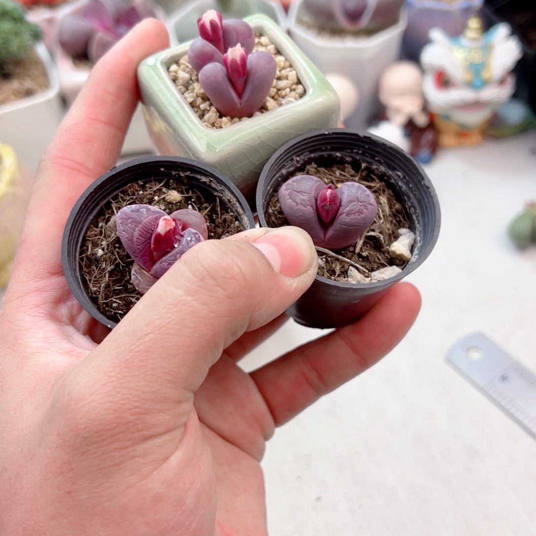 双头红大内多肉11111