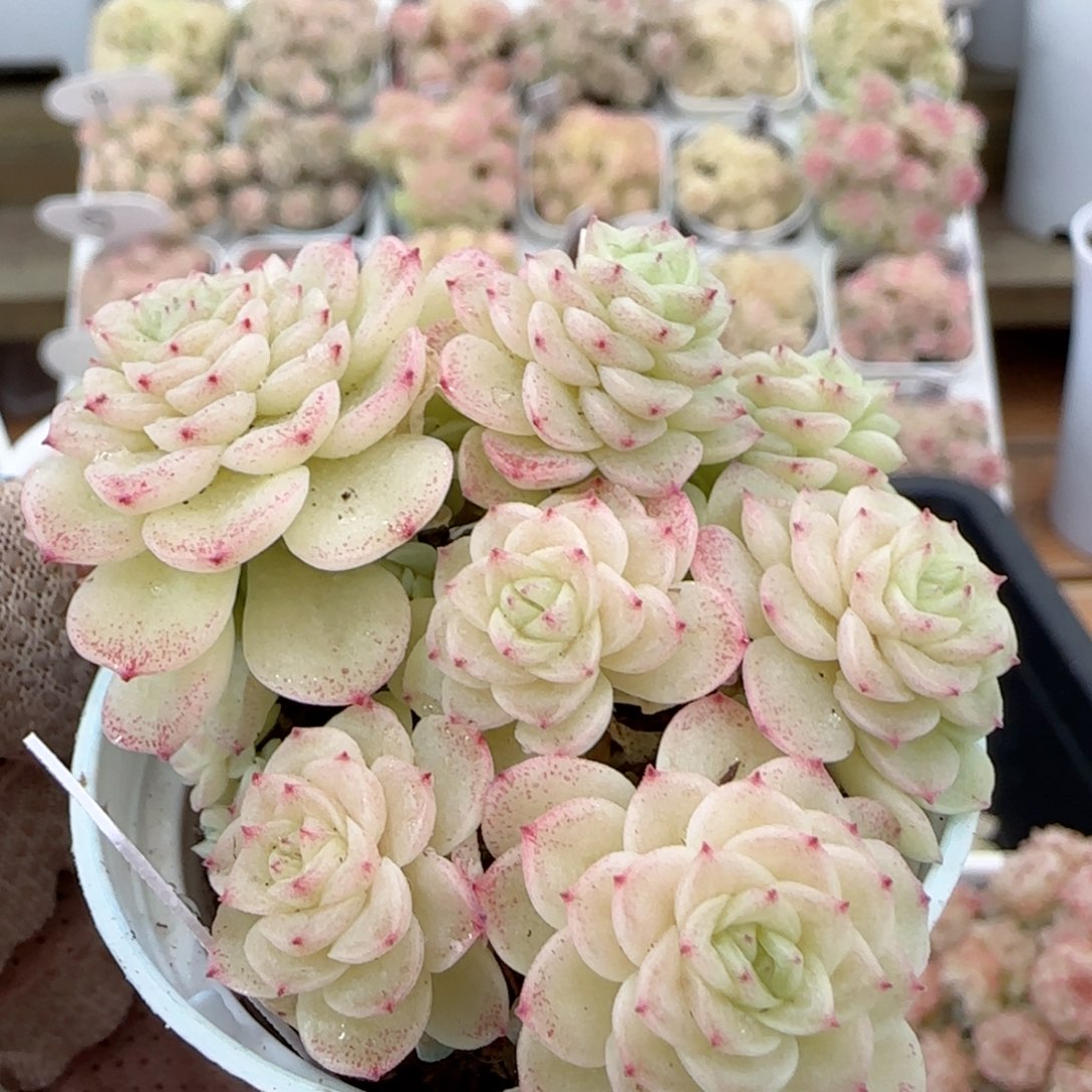 【闪购商品】0127-64（fm-152-2