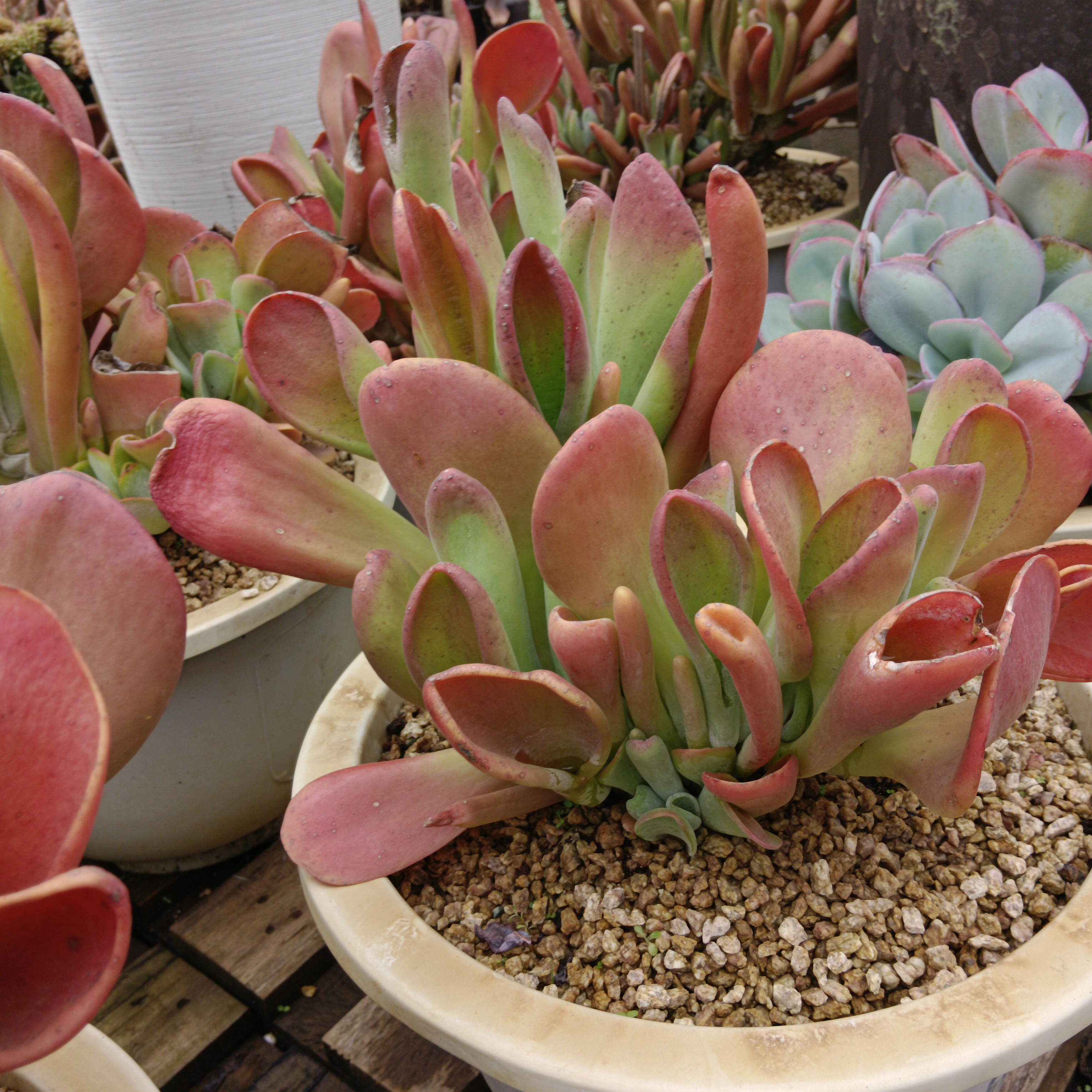火狐狸多肉植物群