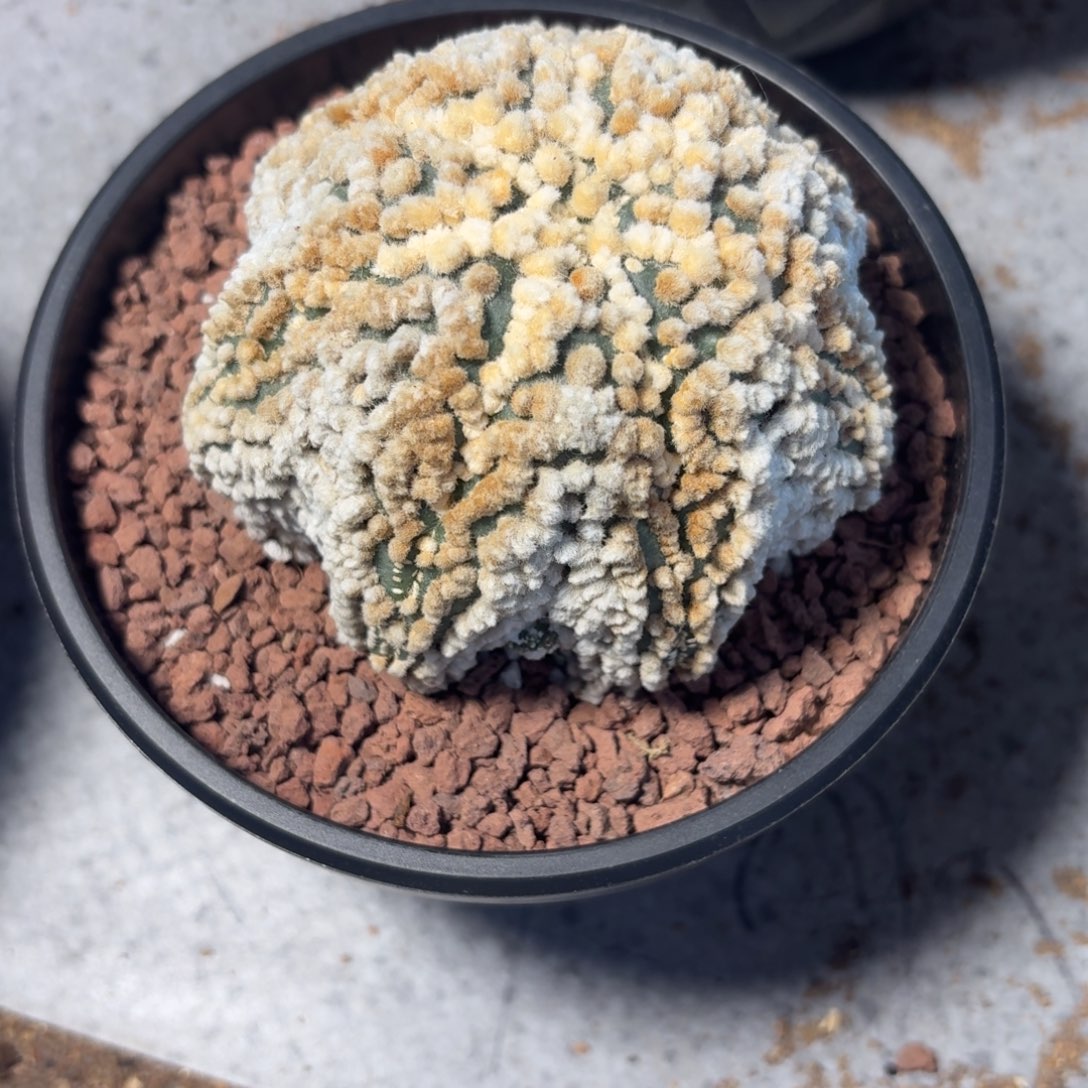 花园海星兜纯自根