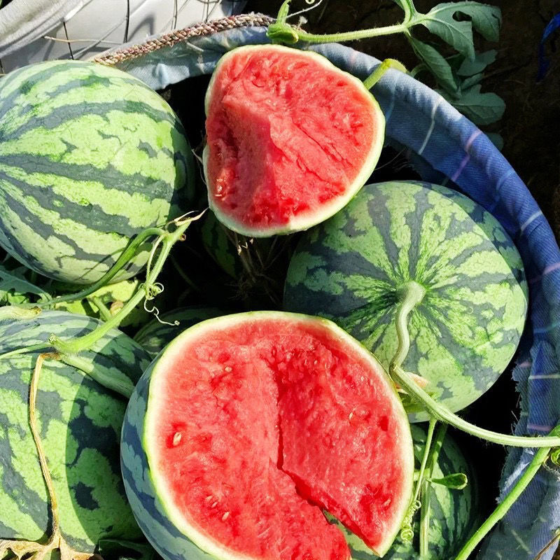 【坏果包赔】云南美都麒麟西瓜清爽可口皮薄多汁应季水果
