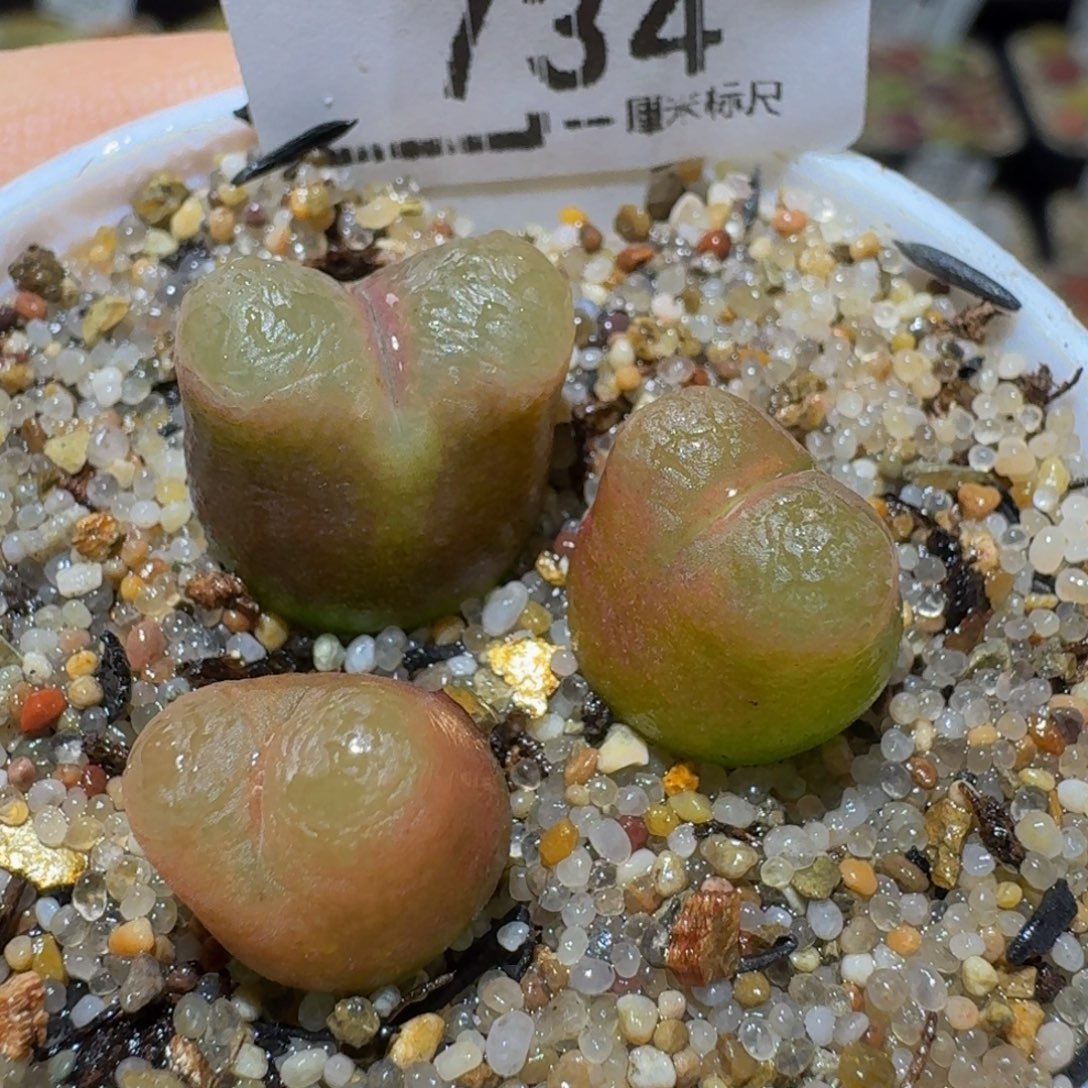 Ssss精品生石花734