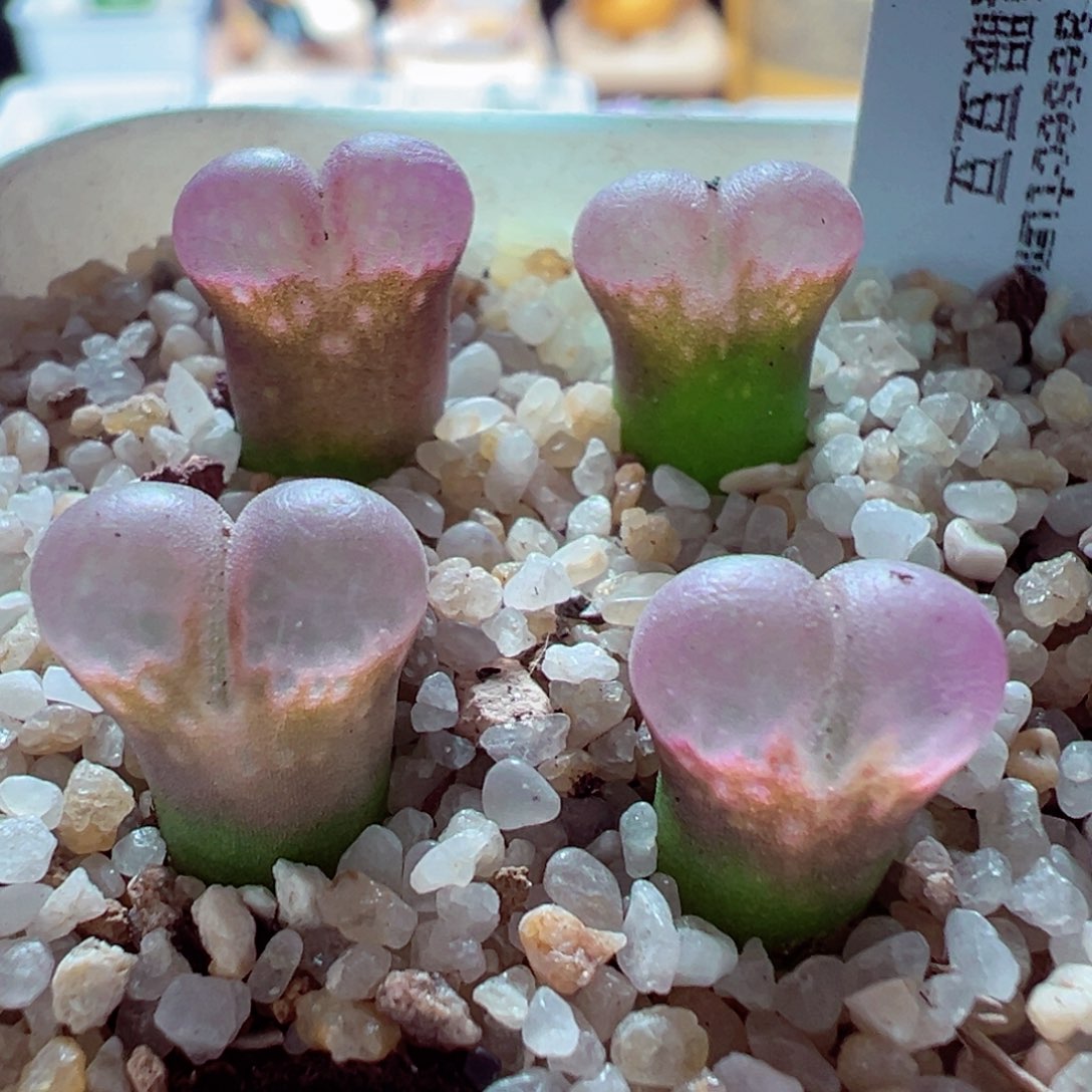 1223-322多肉多日