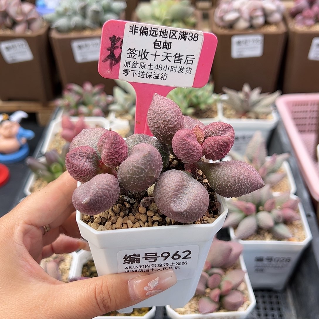 962水蜜桃多肉植物