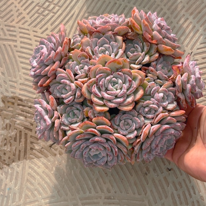 千山雪自然群无砍头