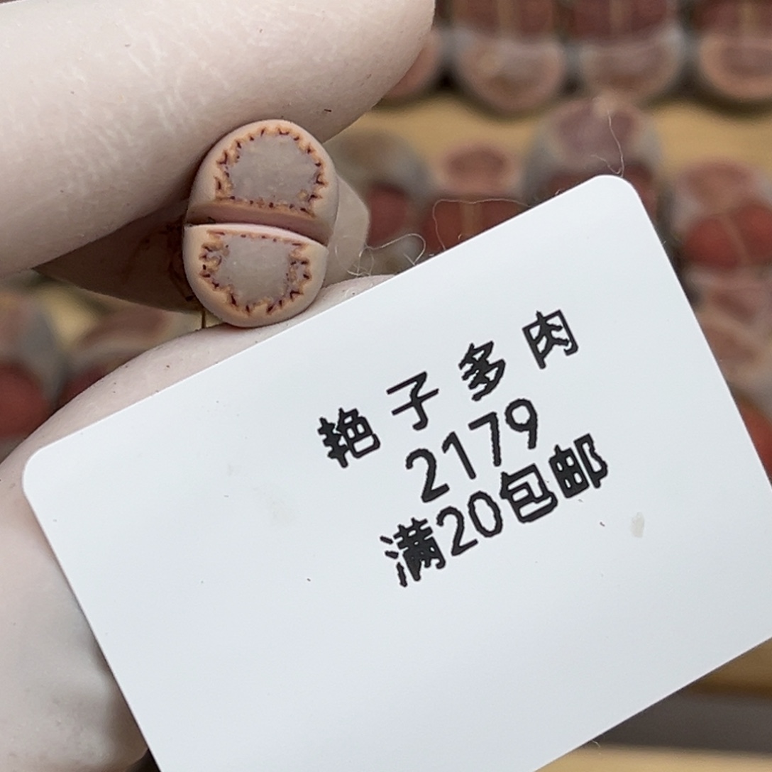曦***曦2179号一棵粉色饼干