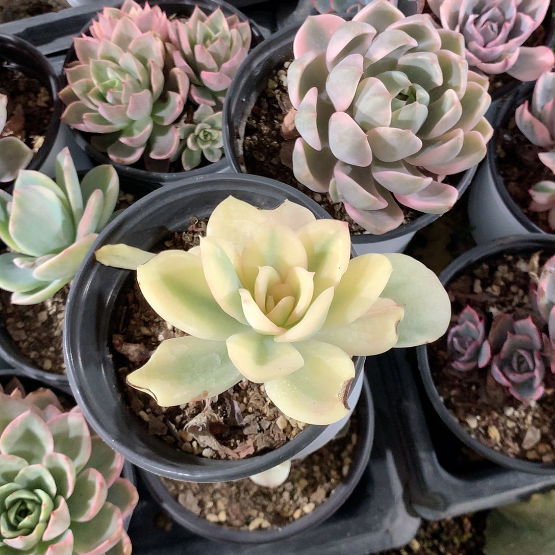 火****吧多肉植物老桩多肉植物