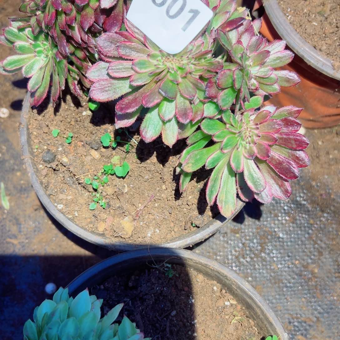 我1501 号多肉法师新年特价