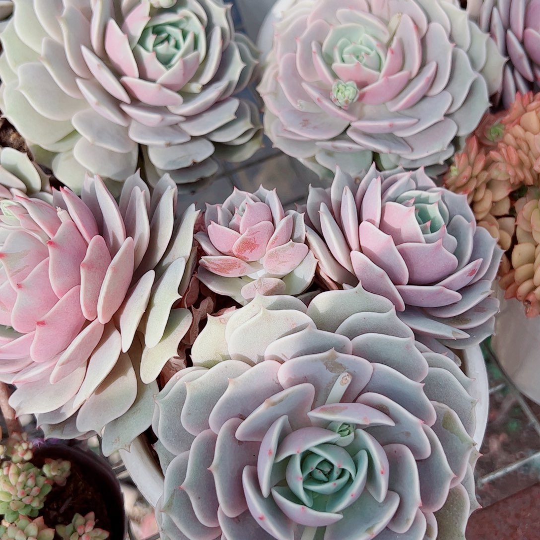 露娜莲多头造型精品特价