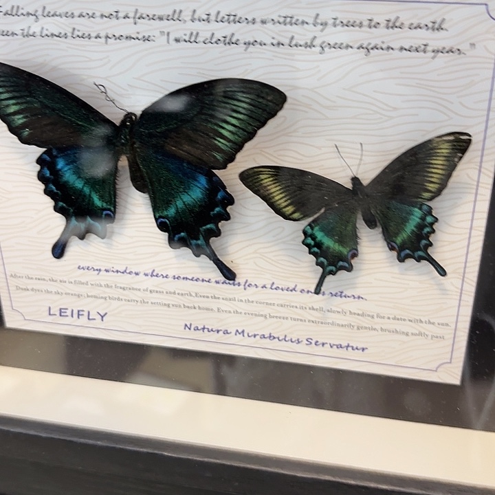 东***美蝴蝶标本定制788@