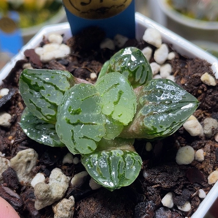 573琉璃特选福利一物