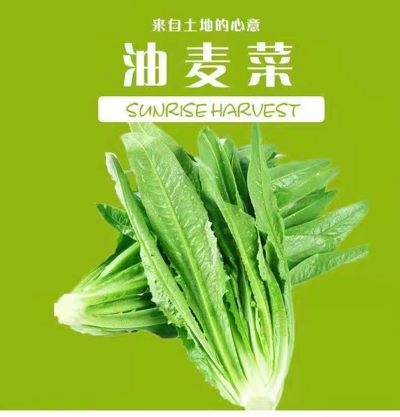 《新号福利》油麦菜现割农家自种新鲜甜脆当季脆嫩火锅蔬菜小青菜