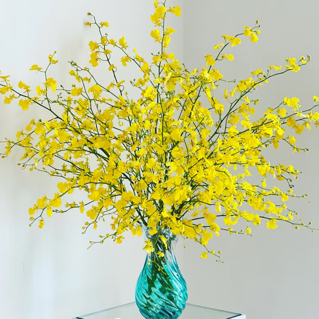 【跳舞兰】10支/拉萨乌市包邮/云南现采鲜切花/空运直发