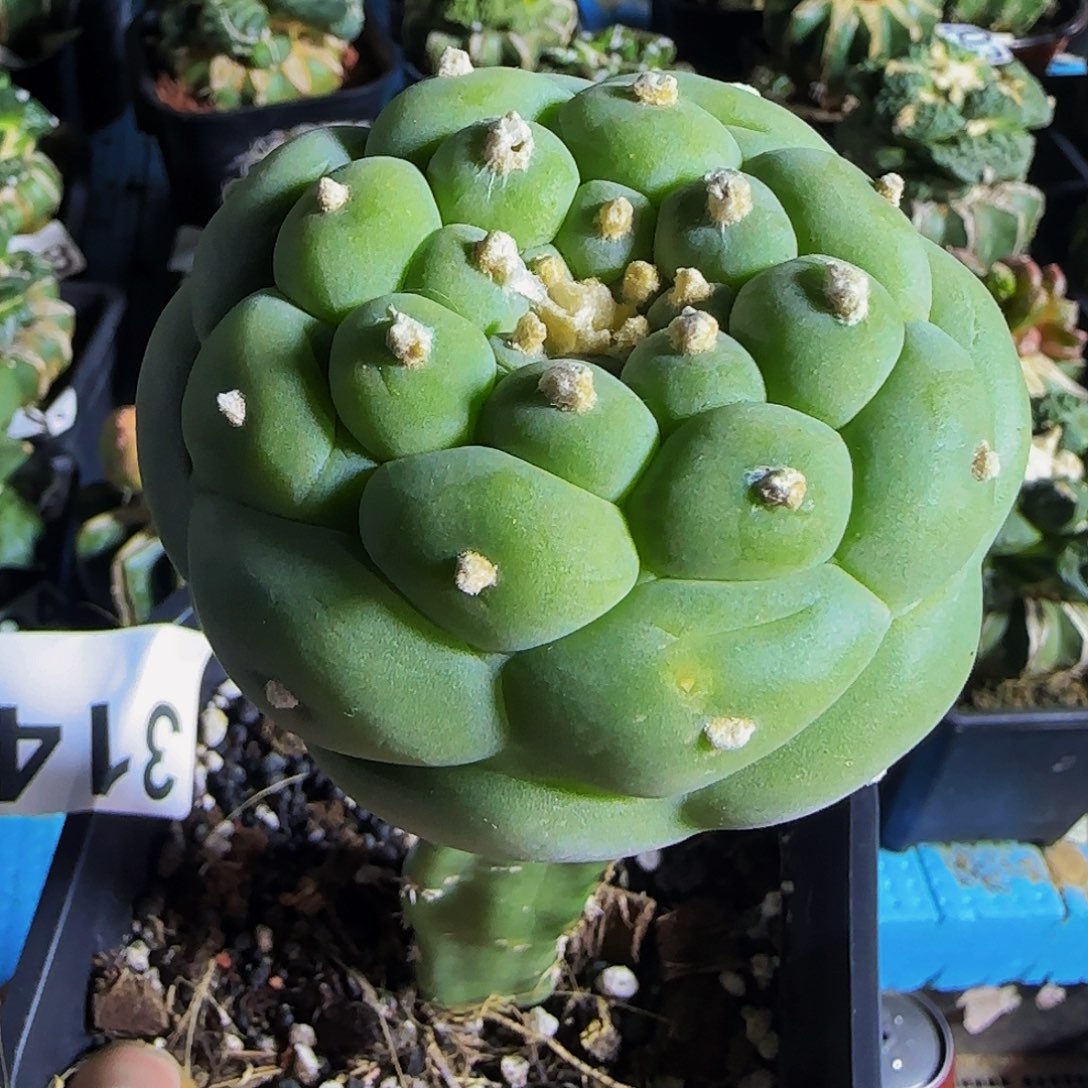 大尤佛头314仙人球开花