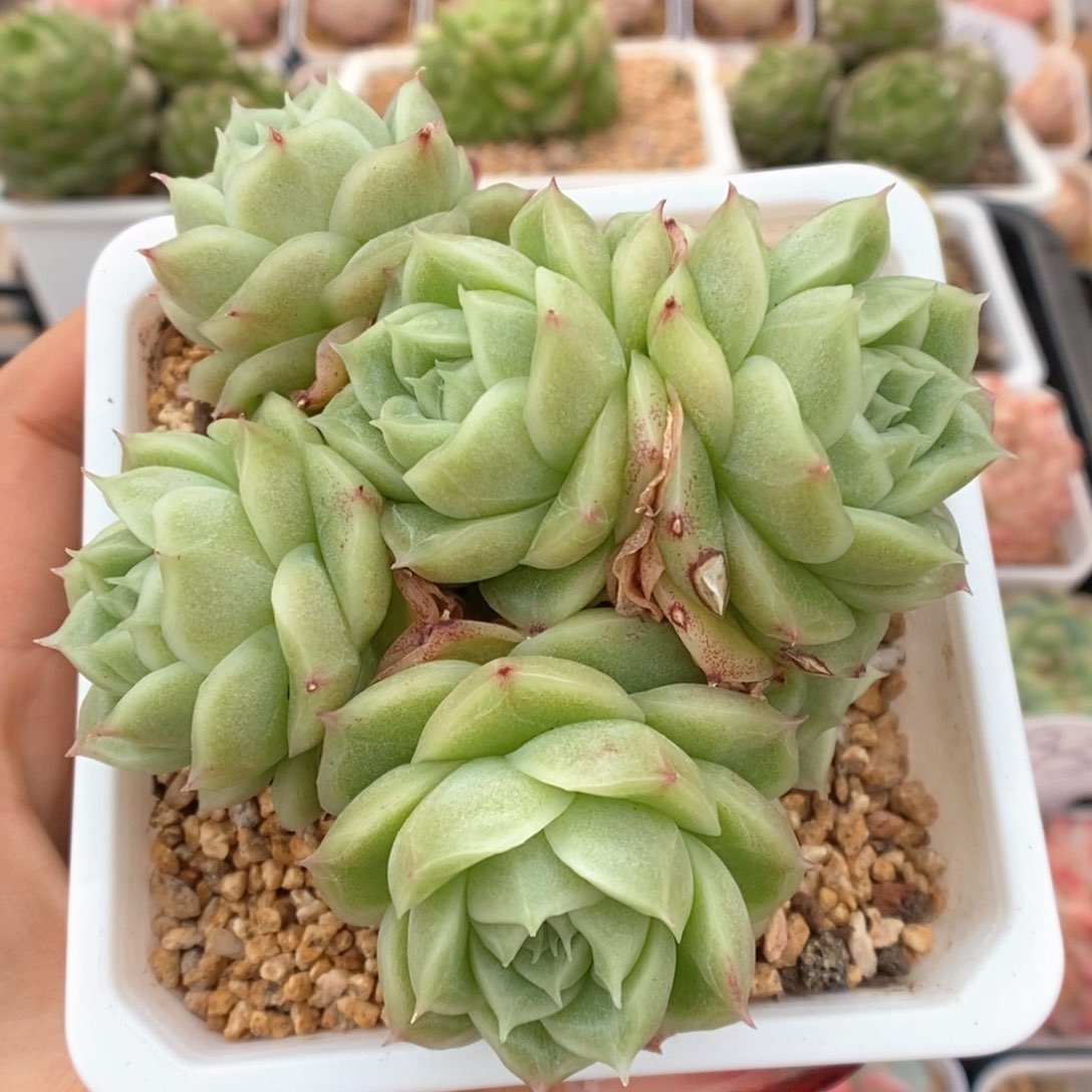 油透麦杆可拍群生453号