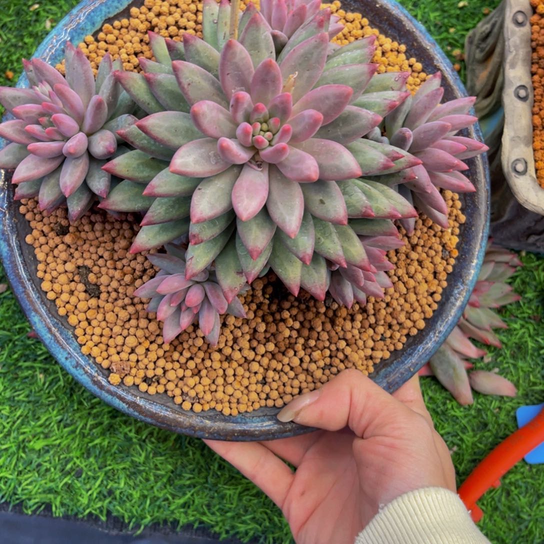 阿*虞美人1111111