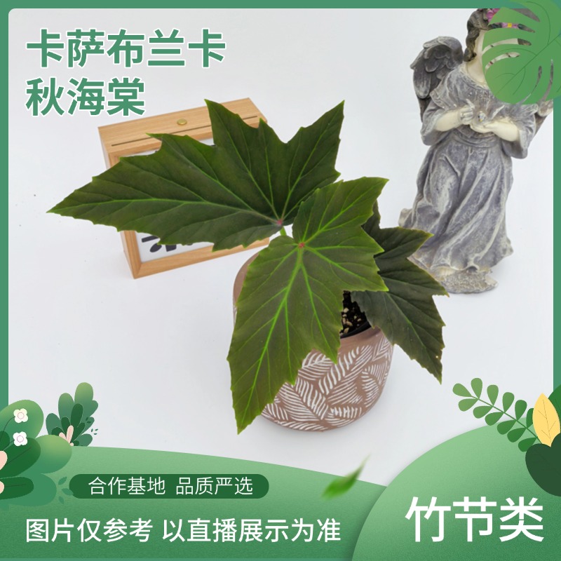 卡萨布兰卡秋海棠室内观叶植物秋海棠盆栽趣味桌面绿植花卉好养