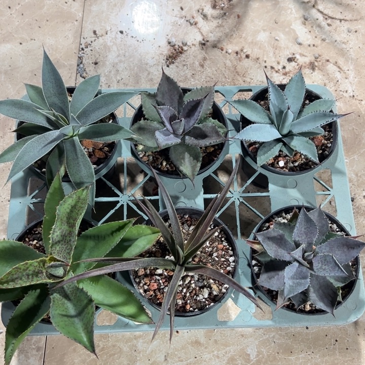 血雨系列套餐6个一组