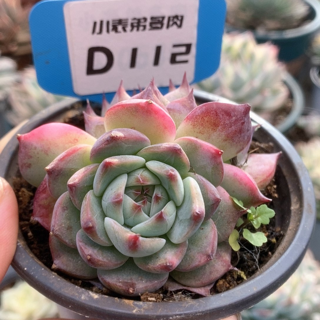 D112锦锦锦锦锦锦锦