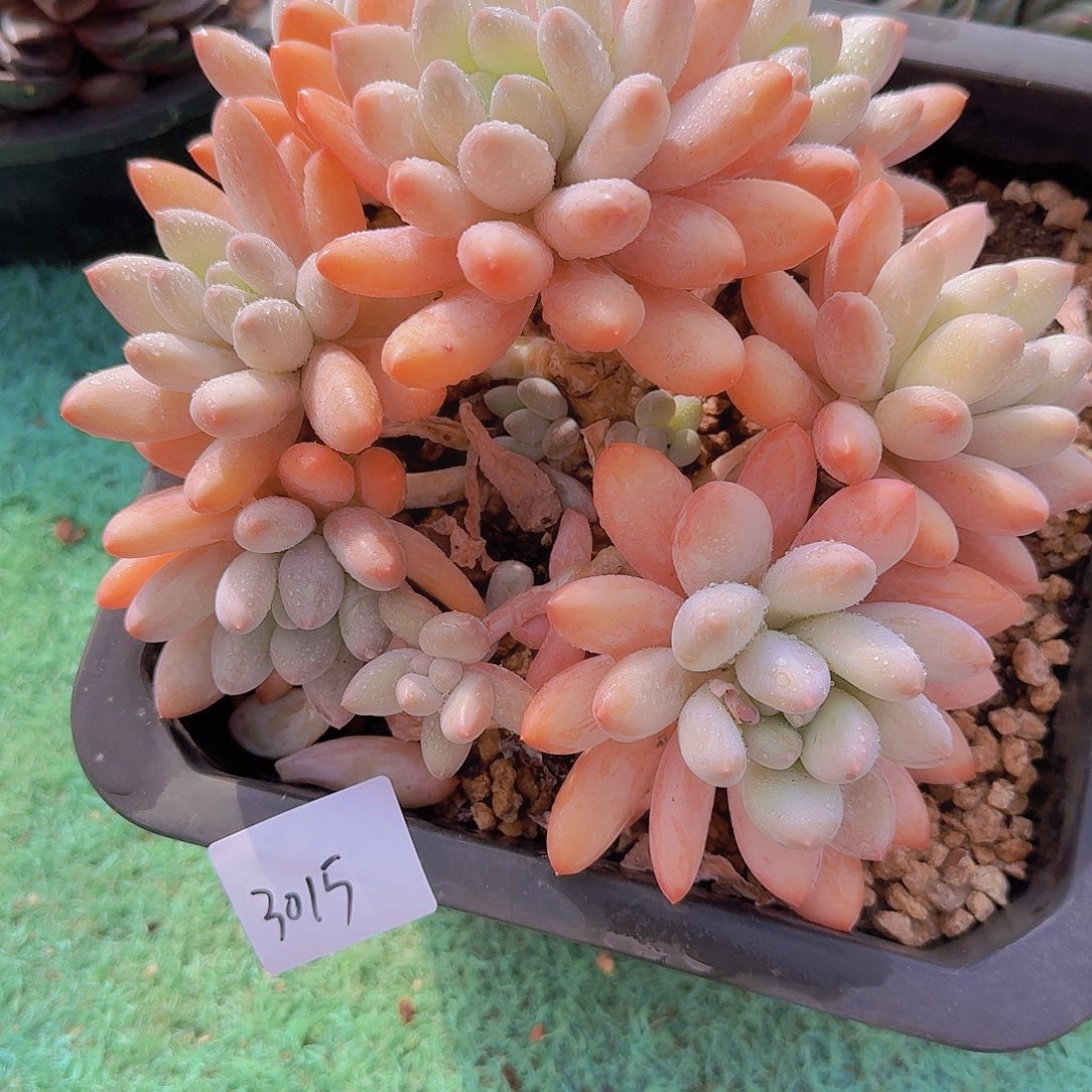 3015香所多肉植物