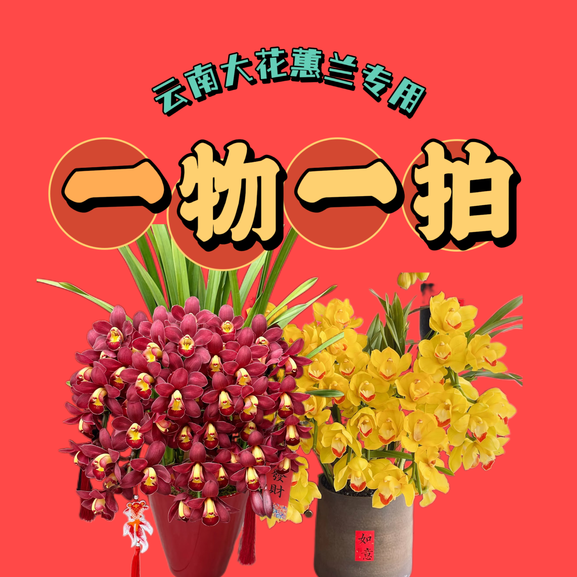 一物一拍年宵花大花蕙兰云南出口仓(东南亚98号仓)