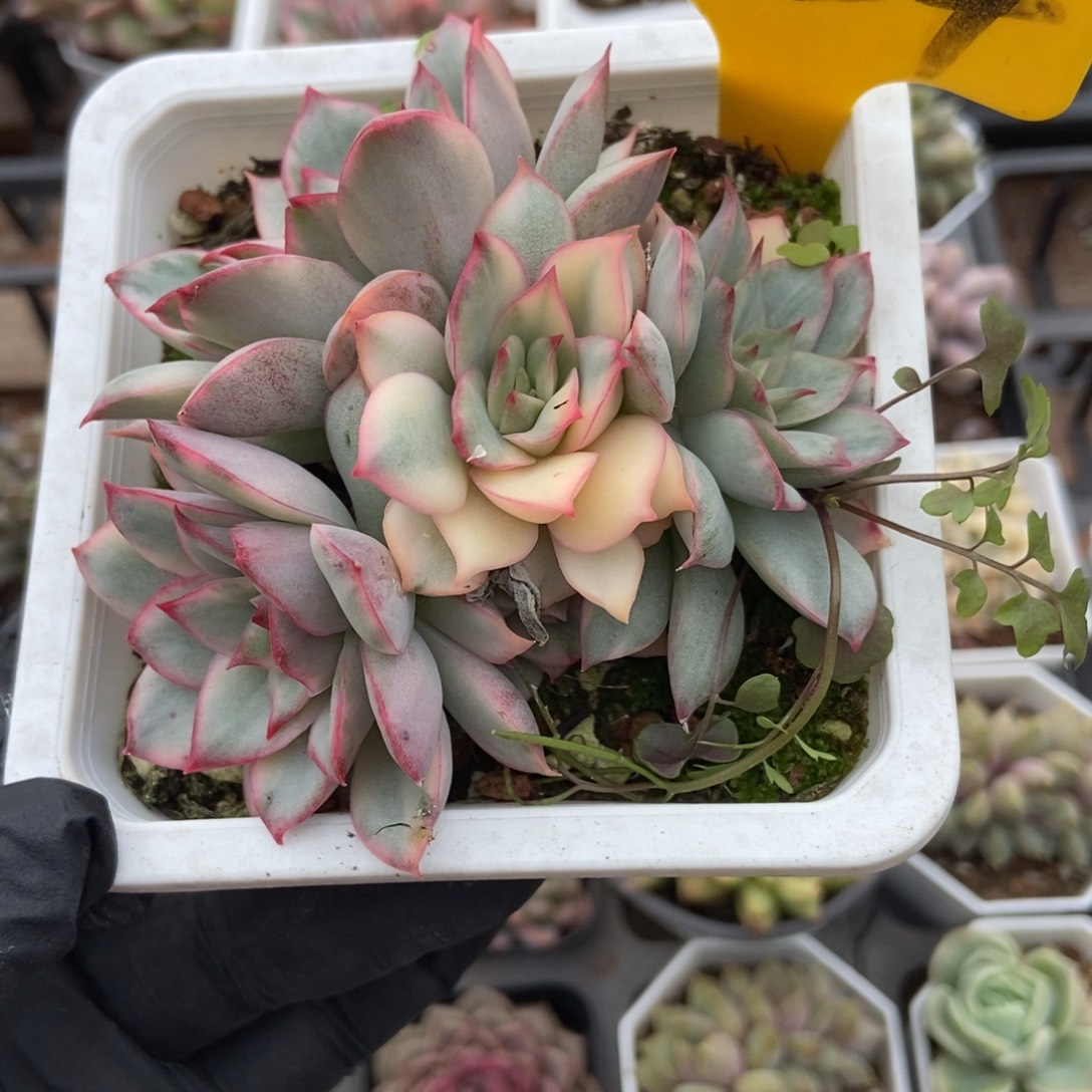 1624月光女神锦多肉