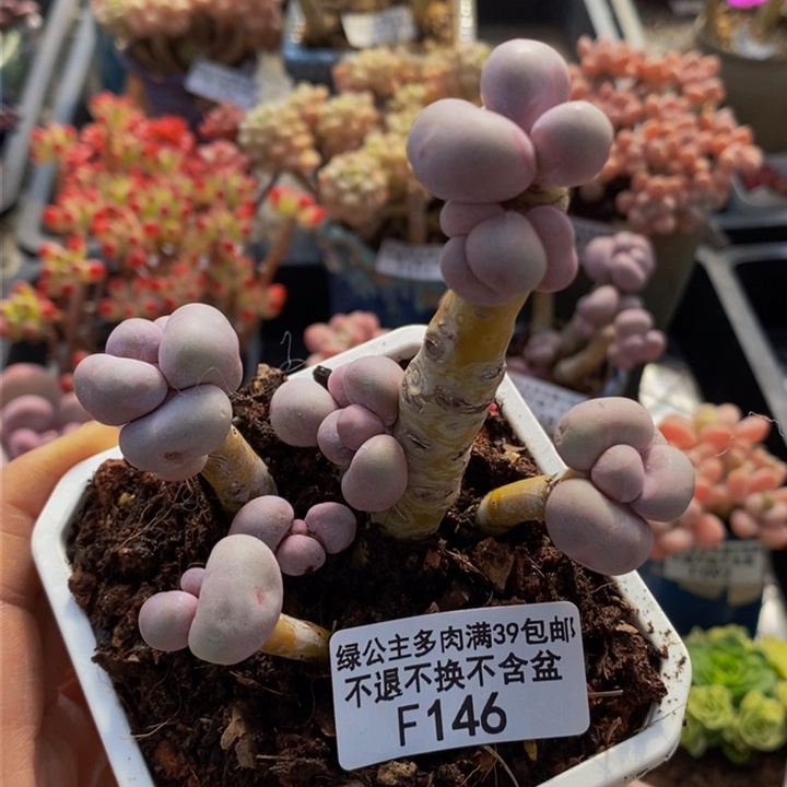 芭比奶洛老桩有砍7cm146多肉植物