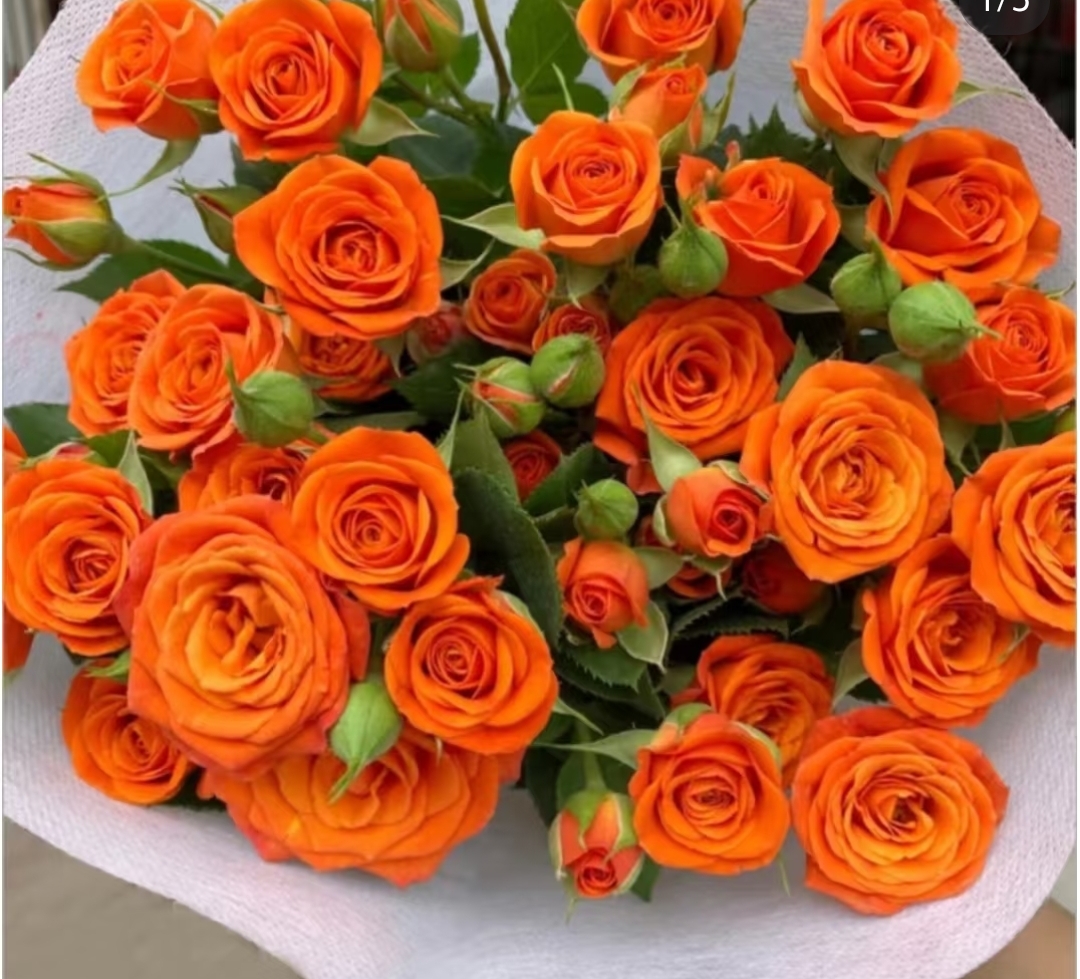 10-橙色芭比多头小玫瑰（拒收不售后发货后不支持退款去掉叶子养护