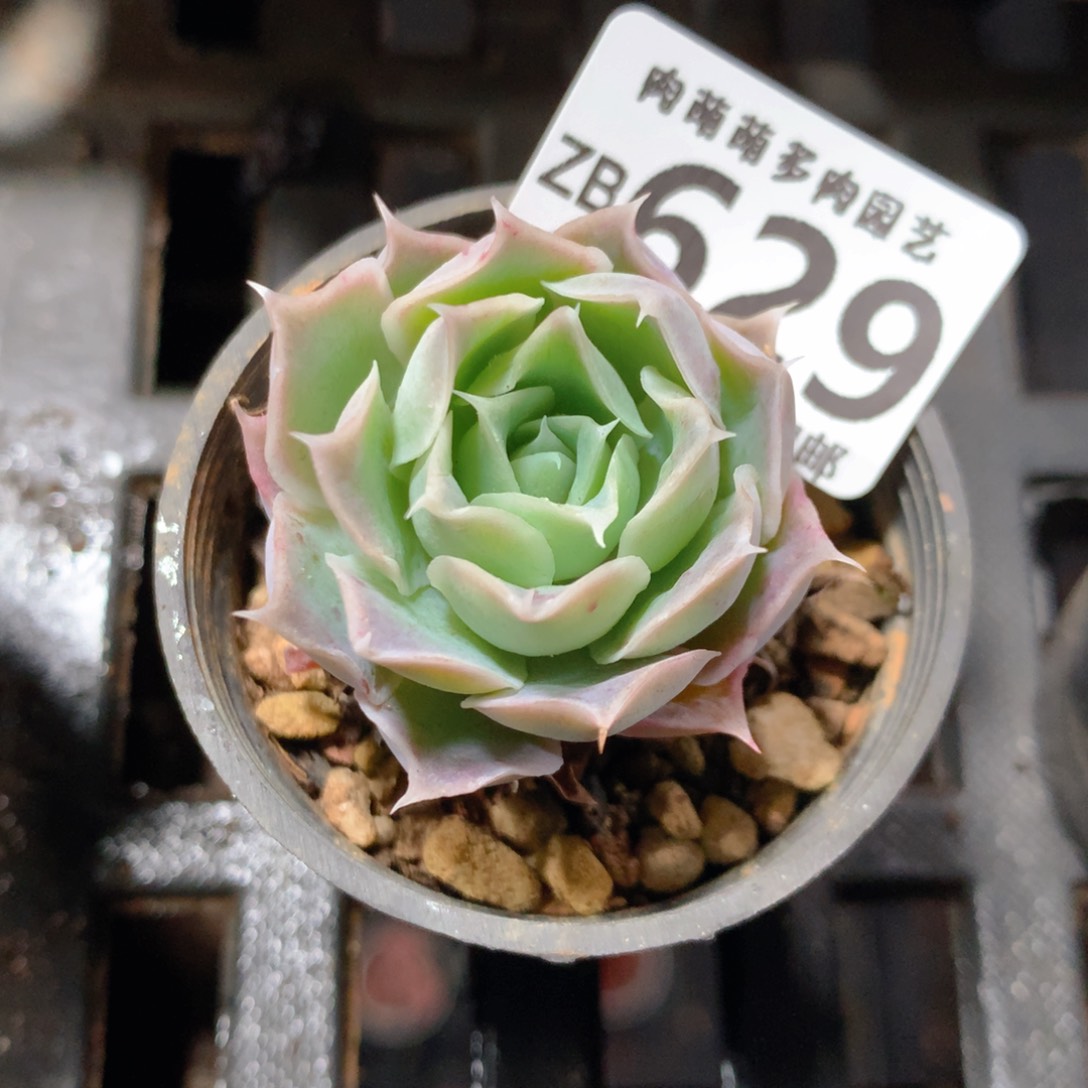 5CM拇指盆精控多肉ZB629