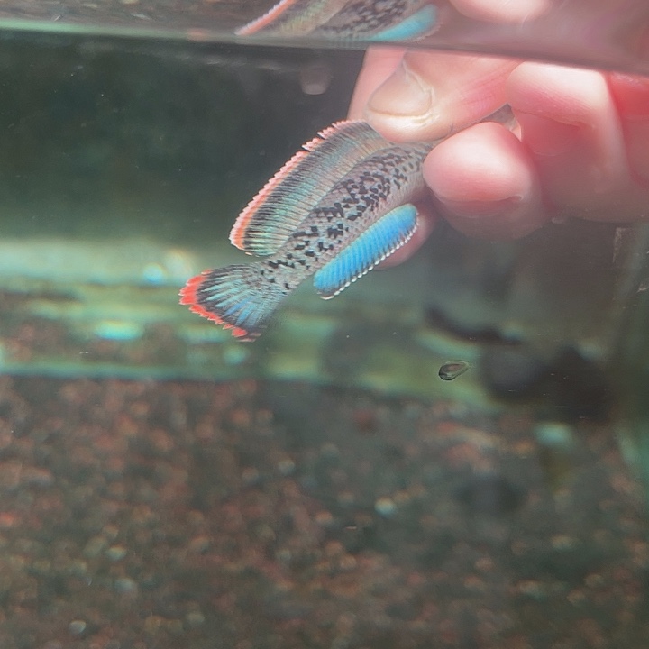 海水鱼鬼王蓝宝石雷龙