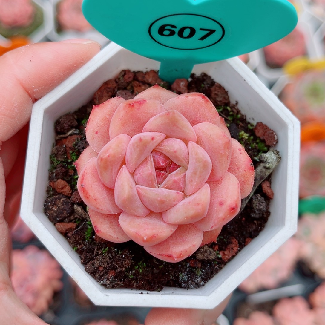 607号小老桩糖心单头