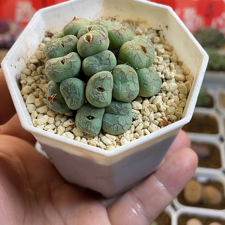 佳人园艺多肉生石花猴753