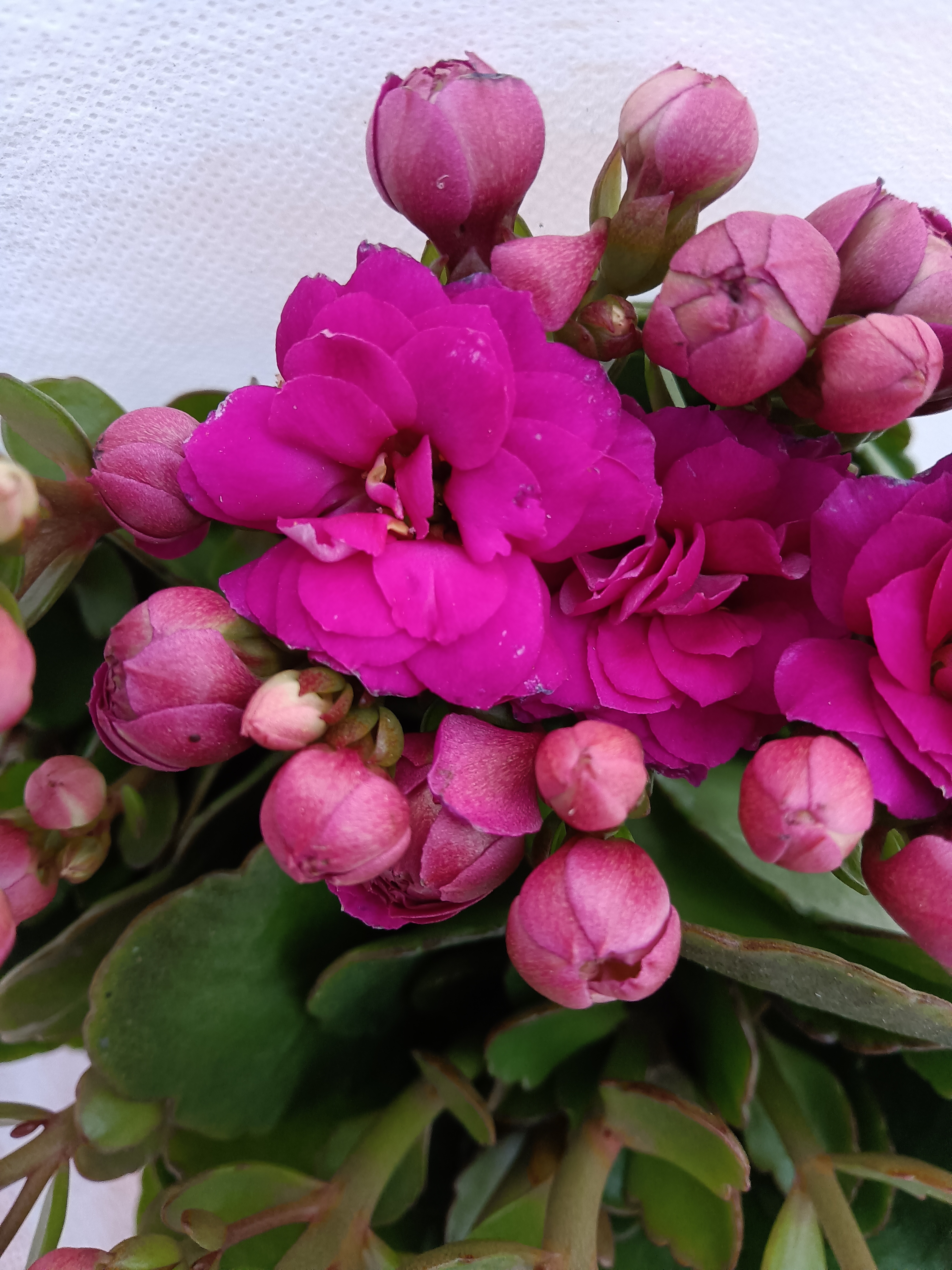 特价紫鸢加浪漫樱花 泽家长寿 发两颗叶片斑点介意勿拍