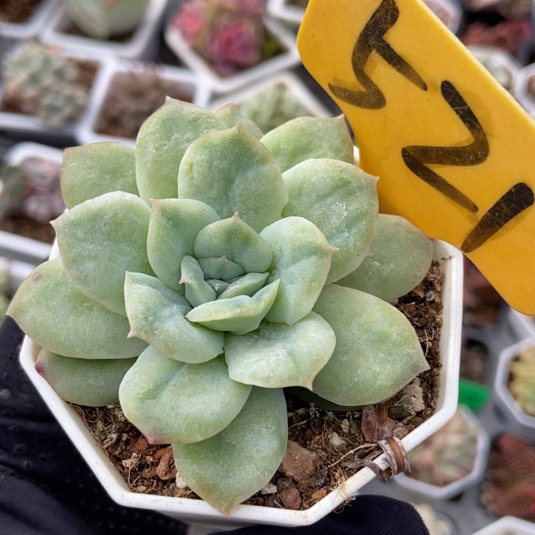 521泡泡纱多肉植物保护