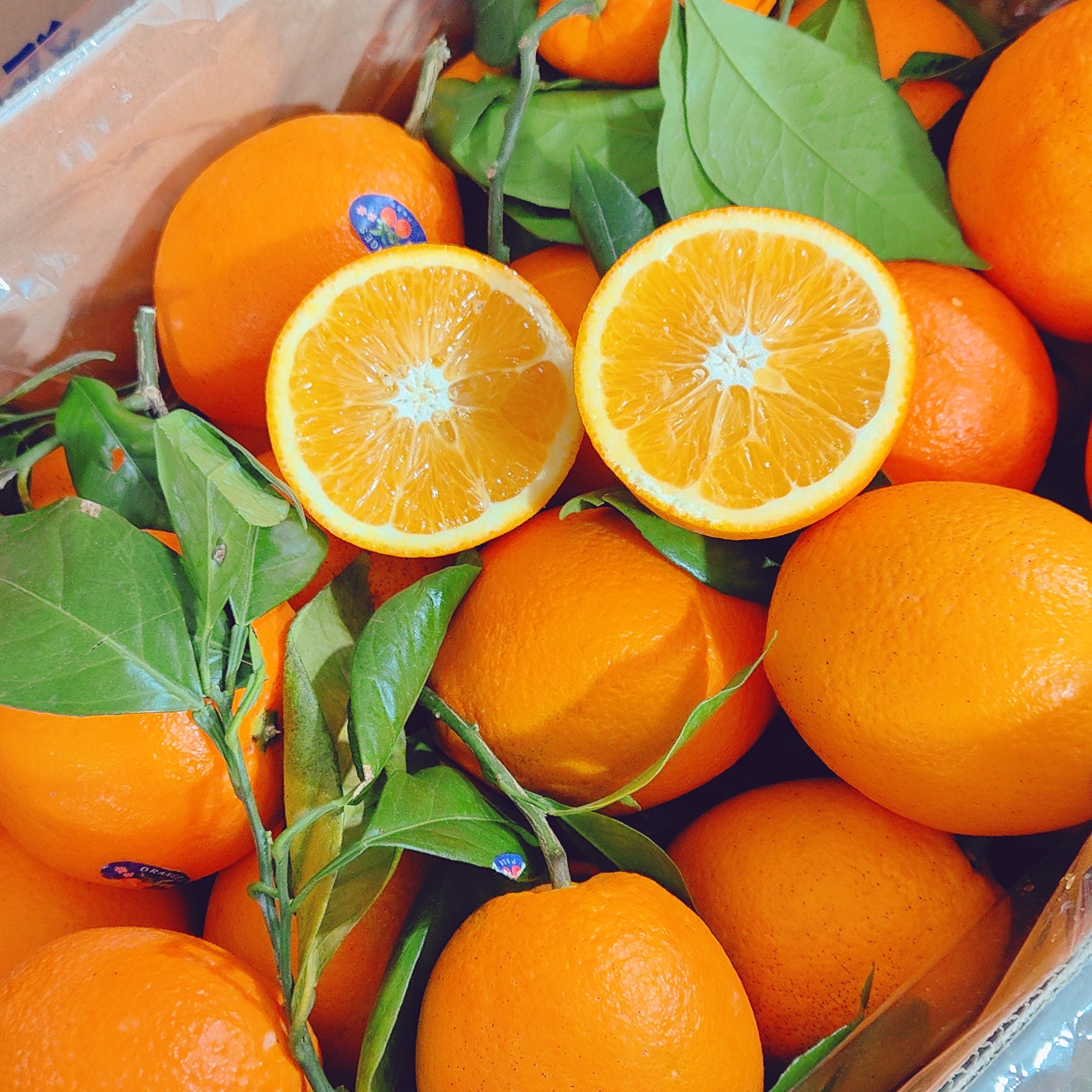 正宗的赣南脐橙，一袋28.8元，一袋8.5净果左右，