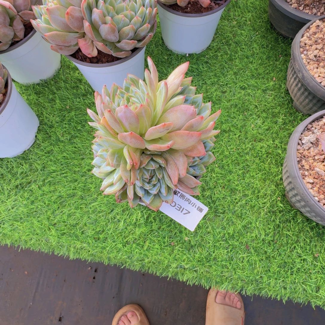 琼***多肉植物雪花珍妮0317