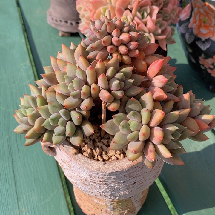 红象牙自然小树无砍