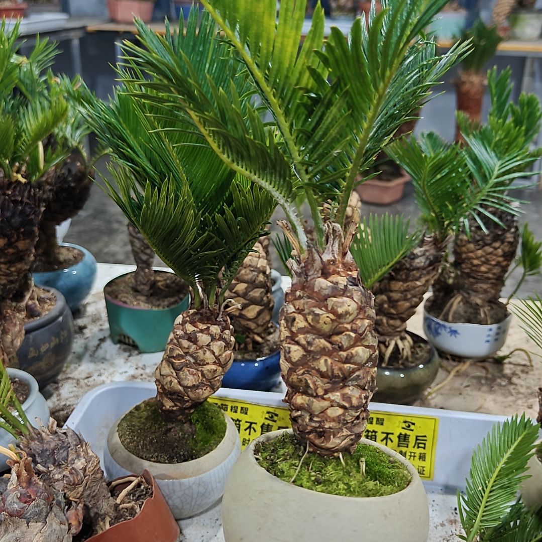小***码无花朵白鳞铁盆景基地