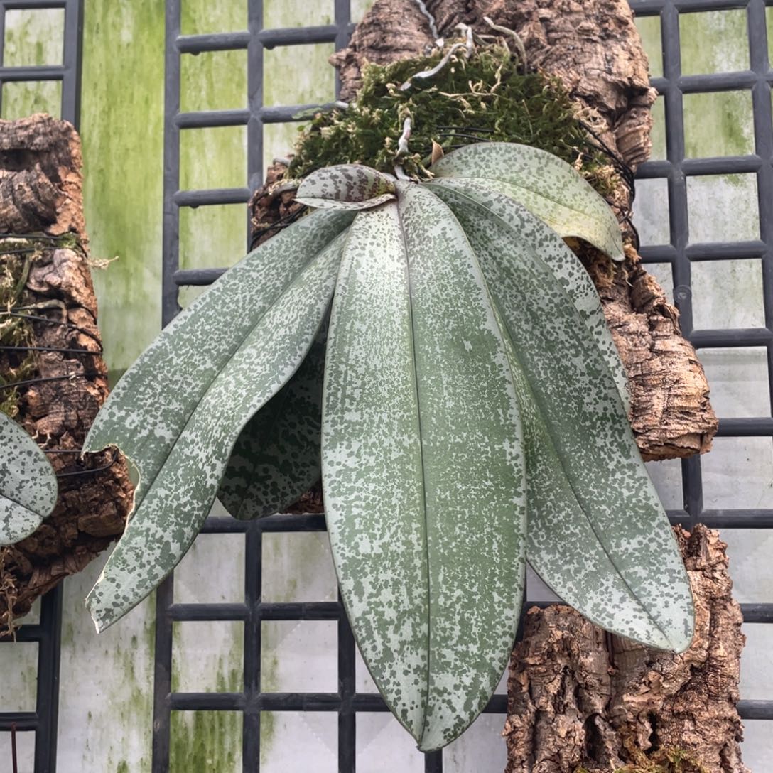 当前无花栽培后可以开花swr23fv