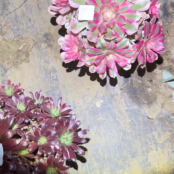 老***王不包侧枝一物一拍87