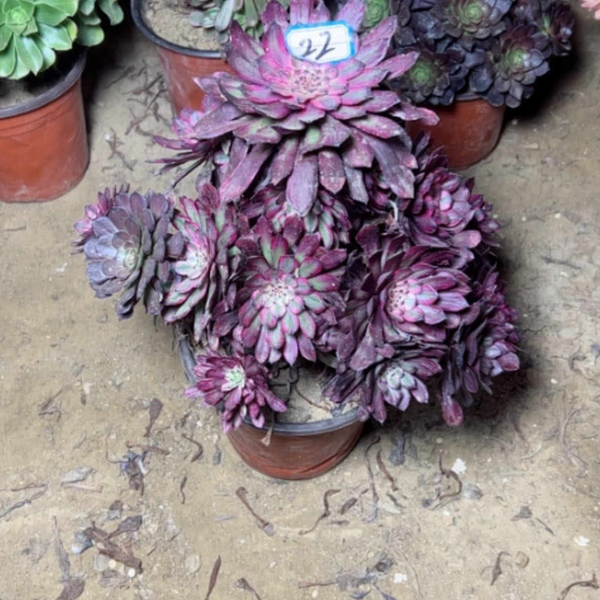 【闪购商品】多肉植物紫霞22