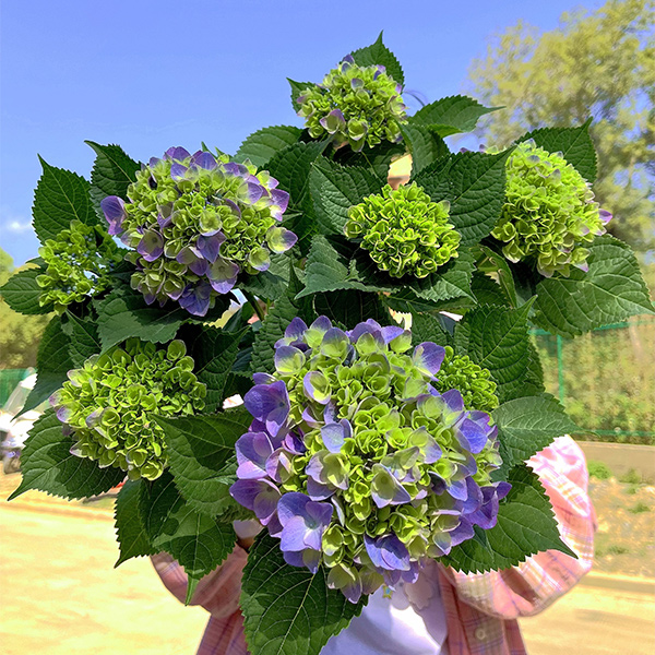 【夕颜】绣球花盆栽阳台庭院好养活